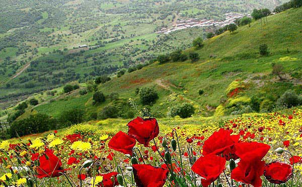 Kürtçe Newrozun Kutlu Olsun Nasıl Denir?
